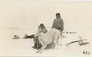 Image: White wolf shot in Bay Fiord & two Eskimos [Inughuit]- dogs- and sledge